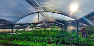 Agricultura regenerativa podría combatir crisis climática y mejorar producción en Honduras
