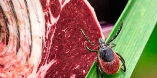 Aumentan en EE. UU. los casos de alergia a las carnes rojas causados por una garrapata