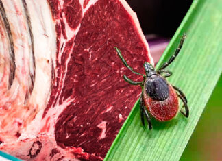 Aumentan en EE. UU. los casos de alergia a las carnes rojas causados por una garrapata