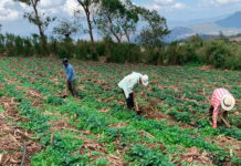 La Fenagh recuerda que la canícula será del 10 de julio al 28 de agosto, pero no se debe generalizar en todo el país