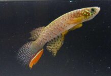 Hallan en Bolivia un pez que sobrevive fuera del agua y que cambia su forma de respirar