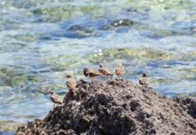 Cárcel en Islas del Cisne no es factible por el impacto que generará al ecosistema, advierten biólogos