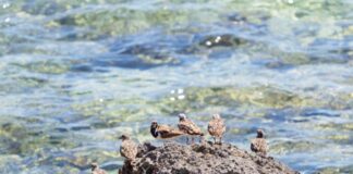 Cárcel en Islas del Cisne no es factible por el impacto que generará al ecosistema, advierten biólogos