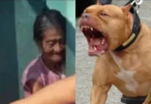 Octogenaria muere por ataque de perro pitbull en Santa Bárbara