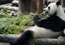 Nace por primera vez un cachorro de oso panda en el Zoológico de Moscú