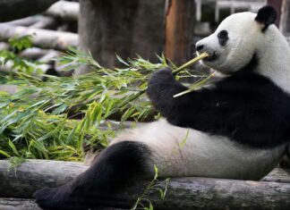 Nace por primera vez un cachorro de oso panda en el Zoológico de Moscú