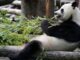 Nace por primera vez un cachorro de oso panda en el Zoológico de Moscú