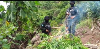 Las Fuerzas Armadas a través de la PMOP erradicó e incineró alrededor de 100 mil plantas de marihuana en Yoro
