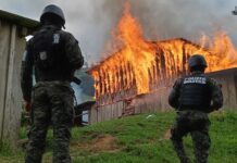 Erradican 560 mil arbustos de hoja de coca, pero encuentran 45 mil más en Patuca