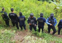 La DNPA asegura plantación con unos 15 mil arbustos de coca en Iriona, Colón