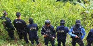 La DNPA asegura plantación con unos 15 mil arbustos de coca en Iriona, Colón