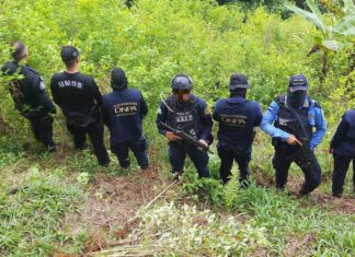 La DNPA asegura plantación con unos 15 mil arbustos de coca en Iriona, Colón