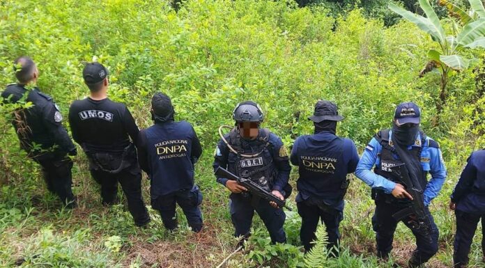 La DNPA asegura plantación con unos 15 mil arbustos de coca en Iriona, Colón