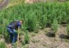 Agentes de la DPI ubican y erradican más de 200 plantas de marihuana en El Porvenir, Francisco Morazán