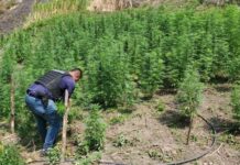 Agentes de la DPI ubican y erradican más de 200 plantas de marihuana en El Porvenir, Francisco Morazán