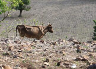 Copeco descarta riesgo de inseguridad alimentaria a pesar de alertas por sequía
