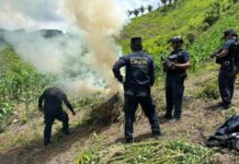 La Policía Nacional, a través de la DNPA, incineran dos plantaciones de marihuana en el departamento de Colón