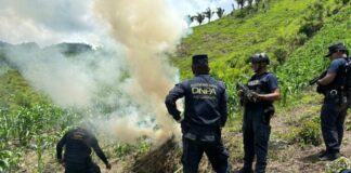 La Policía Nacional, a través de la DNPA, incineran dos plantaciones de marihuana en el departamento de Colón