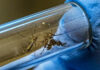 La Sesal inicia liberación de zancudos con la bacteria «Wolbachia» para contrarrestar la propagación del dengue, zika y chikungunya