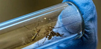 La Sesal inicia liberación de zancudos con la bacteria «Wolbachia» para contrarrestar la propagación del dengue, zika y chikungunya