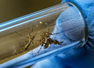 La Sesal inicia liberación de zancudos con la bacteria «Wolbachia» para contrarrestar la propagación del dengue, zika y chikungunya