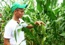 Si continúa lloviendo en agosto y septiembre habrá una cosecha exitosa en Honduras, prevén productores