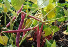 Temporales han ayudado a ciertos productos, pero arriesgan la cosecha de frijoles, señala la Fenagh