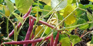 Temporales han ayudado a ciertos productos, pero arriesgan la cosecha de frijoles, señala la Fenagh