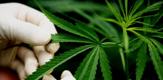 El Gobierno alemán aprueba la «legalización controlada» del consumo de cannabis