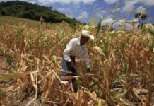 Visión Mundial lanza iniciativa climática para «reverdecer» Corredor Seco Centroamericano