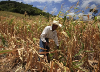 Visión Mundial lanza iniciativa climática para «reverdecer» Corredor Seco Centroamericano