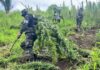 Destruyen más de 200.000 plantas de marihuana en operación antidrogas en Honduras