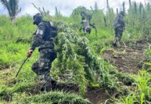 Destruyen más de 200.000 plantas de marihuana en operación antidrogas en Honduras