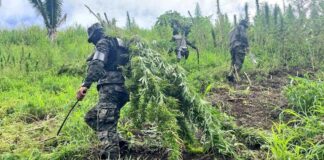 Destruyen más de 200.000 plantas de marihuana en operación antidrogas en Honduras