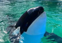 Muere Lolita, la orca cautiva desde 1970 en Miami