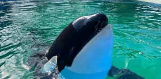 Muere Lolita, la orca cautiva desde 1970 en Miami