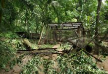 Constantes lluvias han destruido en un 50% el parque de aves en Copán