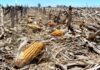 La FAO lanza un plan preventivo de respuesta al fenómeno de «El Niño» en América Latina