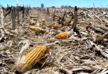 La FAO lanza un plan preventivo de respuesta al fenómeno de «El Niño» en América Latina
