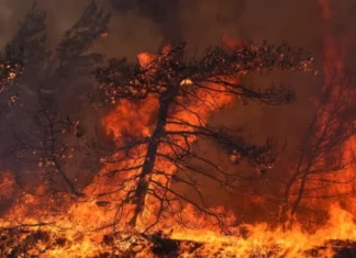 Gran incendio forestal arrasa zona montañosa de Zambrano y desata seria crisis ambiental