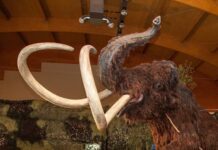 Hallan restos de un mamut en el sur de Bielorrusia