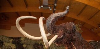 Hallan restos de un mamut en el sur de Bielorrusia