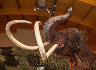 Hallan restos de un mamut en el sur de Bielorrusia