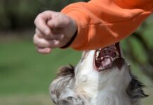 ¡Insólito! Perro abusó sexualmente de un niño en Atlántida, Honduras