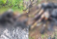 ¡Trágico suceso en Intibucá! Asesinan y luego incineran a cuatro personas de una sola familia en Yamaranguila