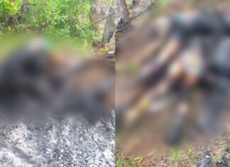 ¡Trágico suceso en Intibucá! Asesinan y luego incineran a cuatro personas de una sola familia en Yamaranguila