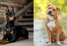 Alcaldía de SPS prohibe la presencia de perros dóberman y pitbull en áreas públicas