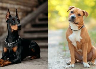 Alcaldía de SPS prohibe la presencia de perros dóberman y pitbull en áreas públicas