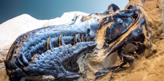 Encuentran trazas fósiles en las profundidades marinas de hace 130 millones de años