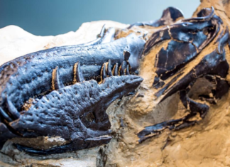 Encuentran trazas fósiles en las profundidades marinas de hace 130 millones de años